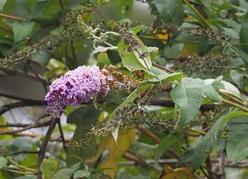 Whanganui R Flower Xxx Pink Orange
