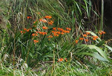 Whanganui R Flower Xxx Orange