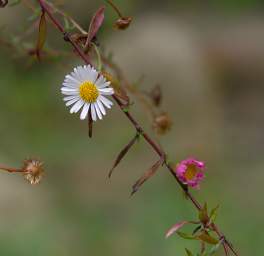 Whanganui R Flower Xxx White Yellow