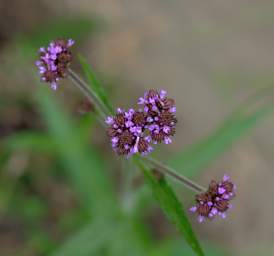 Whanganui R Flower Xxx Violet