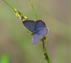 Whanganui R Butterfly Lesser Grass Blue Zizina Otis