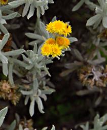 Flower Xxx Yellow