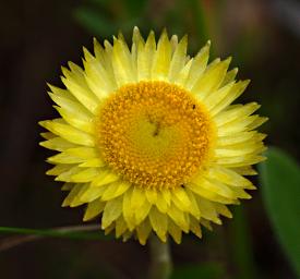 Flower Xxx Helichrysum Nitens