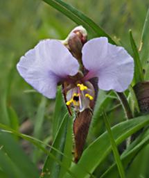 Kitulo National Park