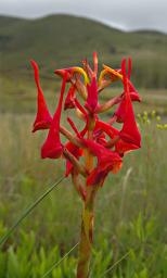 Kitulo Flower