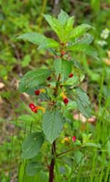 Impatiens Gomphophylla