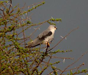 Walk Safari Bird Black Shouldered Kite