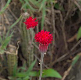 Walk Safari Flower Xxx Red