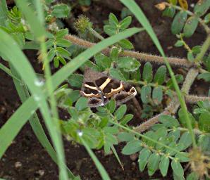 Walk Safari Butterfly Xxx