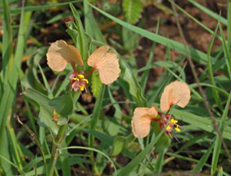 Walk Safari Flower Commelina Elgonensis