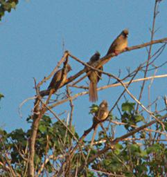 Walk Safari Bird Speckled Mousebird