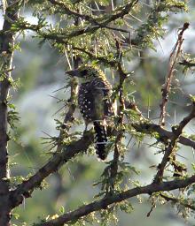 Walk Safari Bird Usambiro Barbet