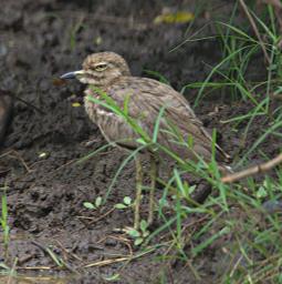 Walk Safari Bird Water Thickknee