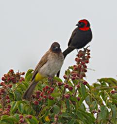 Walk Safari Bird Red Collared Widowbird Common Bulbul