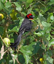 Walk Safari Bird Red Collared Widowbird