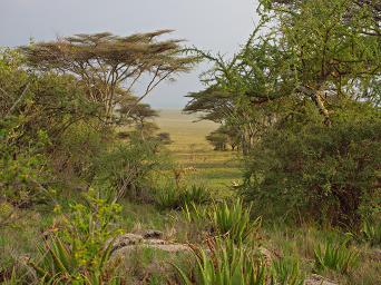 Walk Safari