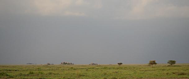 Walk Safari Kopje