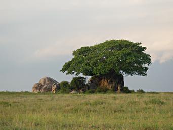 Walk Safari Kopje