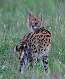 Walk Safari Serval Cat