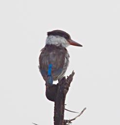 Walk Safari Bird Striped Kingfisher