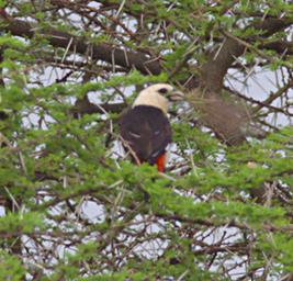 Walk Safari Bird White Headed Buffalo Weaver