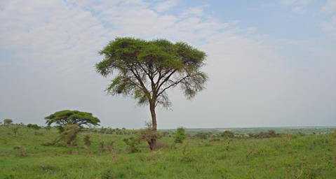 Walk Safari
