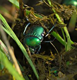 Walk Safari Dung Beetle