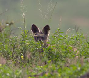 Walk Safari Bat Eared Fox