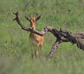Walk Safari Hartebeest