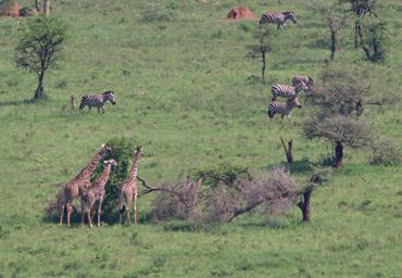 Walking in the Serengeti