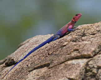 Walk Safari Agama