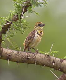 Walk Safari Bird Usambiro Barbet