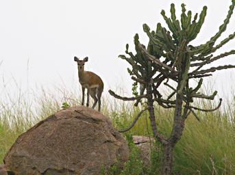 Walk Safari Klipspringer