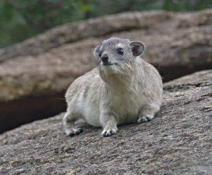 Walk Safari Rock Hyrax