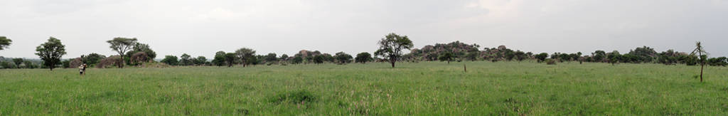 Walk Safari