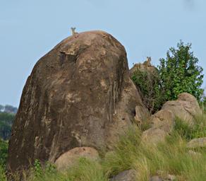 Walk Safari Klipspringer