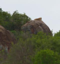 Walk Safari Lioness
