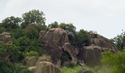 Walk Safari Lioness