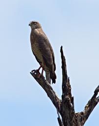 Walk Safari Bird Eastern Chanting Goshawk