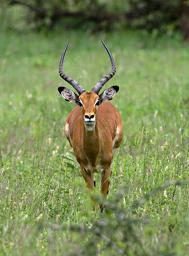 Walk Safari Impala