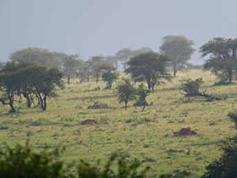 Walk Safari