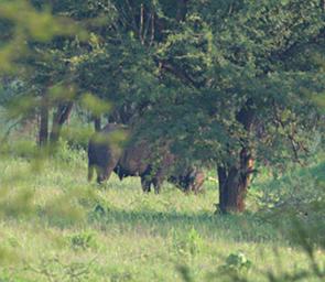 Walk Safari Cape Buffalo