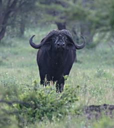 Walk Safari Cape Buffalo