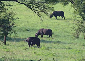 Walk Safari Cape Buffalo