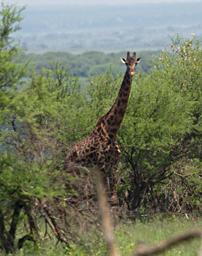 Walk Safari Giraffe