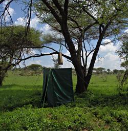 Walk Safari Shower