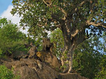 Walk Safari Olive Baboon