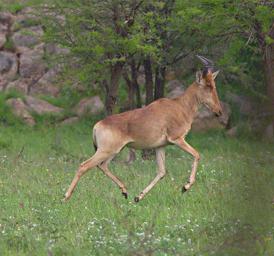 Walk Safari Hartebeest