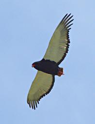 Walk Safari Bird Bateleur Eagle
