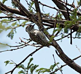 Walk Safari Bird Cardinal Woodpecker